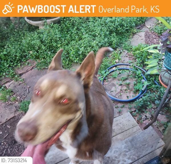 Found/Stray Unknown Dog last seen Mackey & Antioch, Overland Park, KS 66212