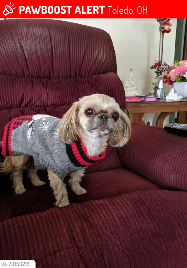 Lost Female Dog last seen Oakdale Ave /Lebanon St, Toledo, OH 43605