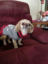 Lost Female Dog last seen Oakdale Ave /Lebanon St, Toledo, OH 43605