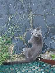 Found/Stray Unknown Cat last seen Linda drive., Bethel Park, PA 15236