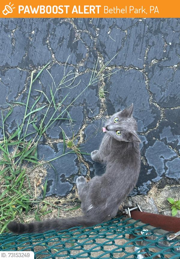 Found/Stray Unknown Cat last seen Linda drive., Bethel Park, PA 15236