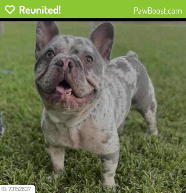 Reunited Male Dog last seen King St and Washington, Santa Ana, CA 92706