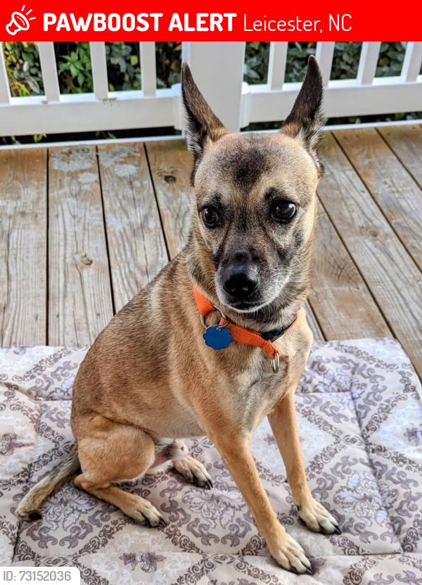 Lost Male Dog last seen Bear Creek rd. LEICESTER NC 28748, Leicester, NC 28748
