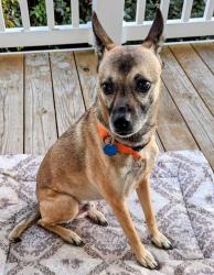 Lost Male Dog last seen Bear Creek rd. LEICESTER NC 28748, Leicester, NC 28748