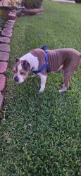 Found/Stray Male Dog last seen Near Dryad and McClearen, Houston, TX 77035