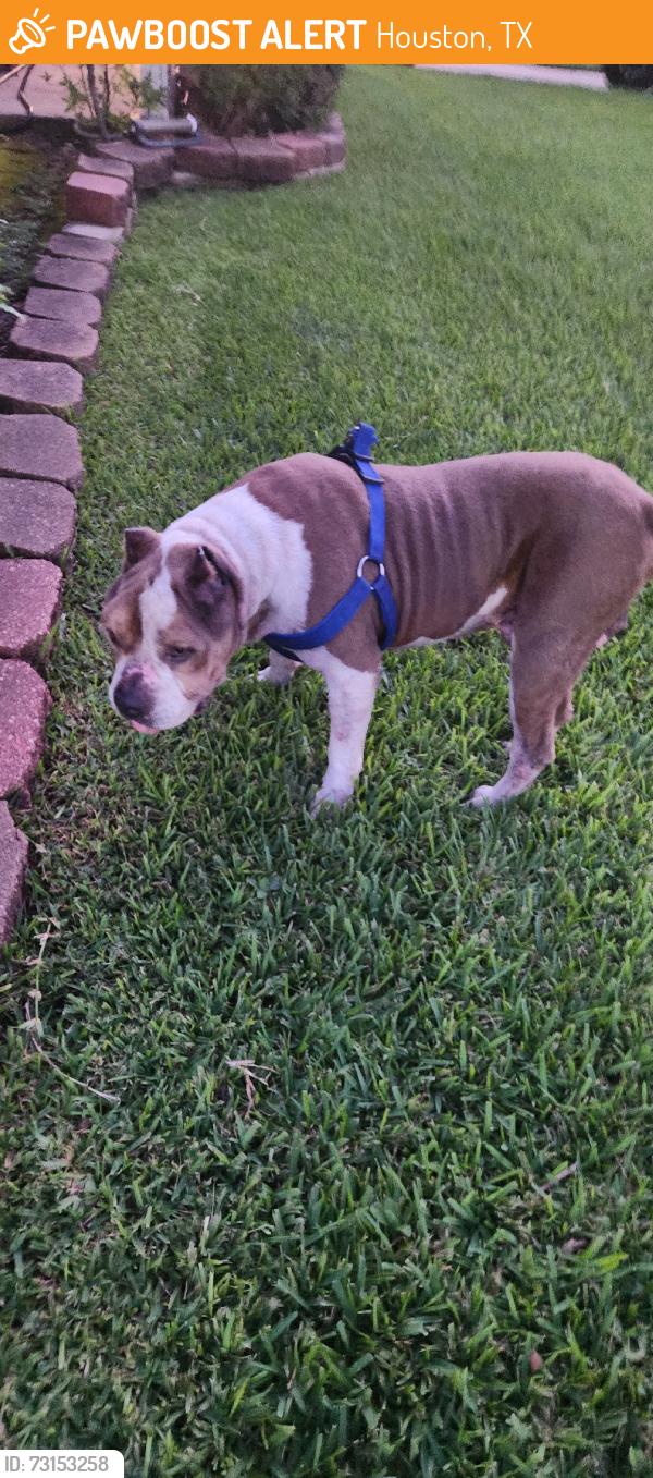 Found/Stray Male Dog last seen Near Dryad and McClearen, Houston, TX 77035
