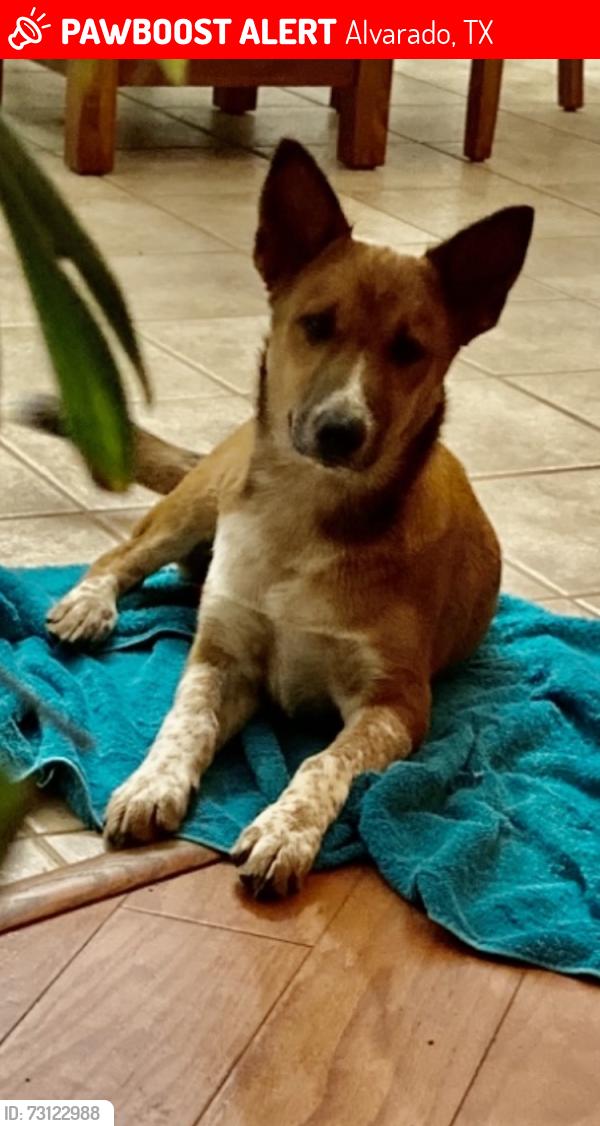Lost Female Dog last seen CR 707 and CR 810, Alvarado, TX 76009