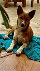 Lost Female Dog last seen CR 707 and CR 810, Alvarado, TX 76009