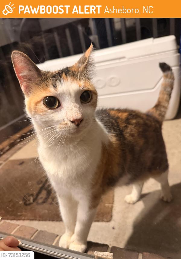 Found/Stray Unknown Cat last seen Robbins Sr, Asheboro, NC 27203