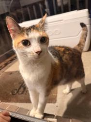 Found/Stray Unknown Cat last seen Robbins Sr, Asheboro, NC 27203