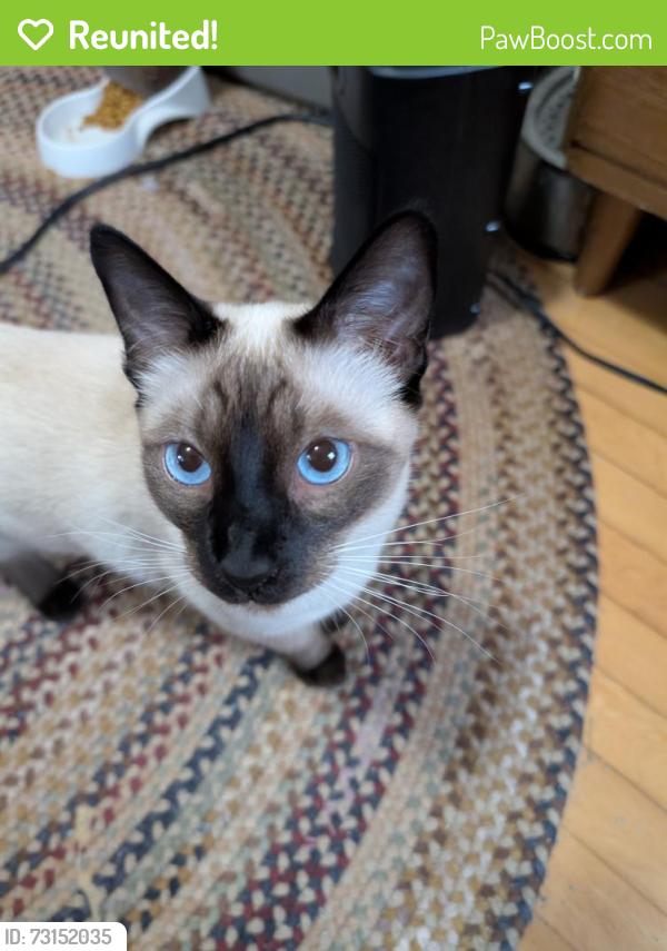 Reunited Male Cat last seen Congress St West between Bidwell and Bellows heading east, Saint Paul, MN 55107