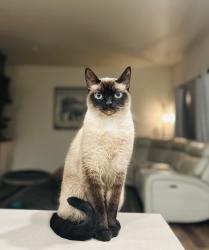 Reunited Male Cat last seen Near Royal Ave, Eugene, OR 97402