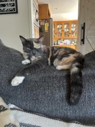 Lost Female Cat last seen springdale and westminster, Westminster, CA 92683