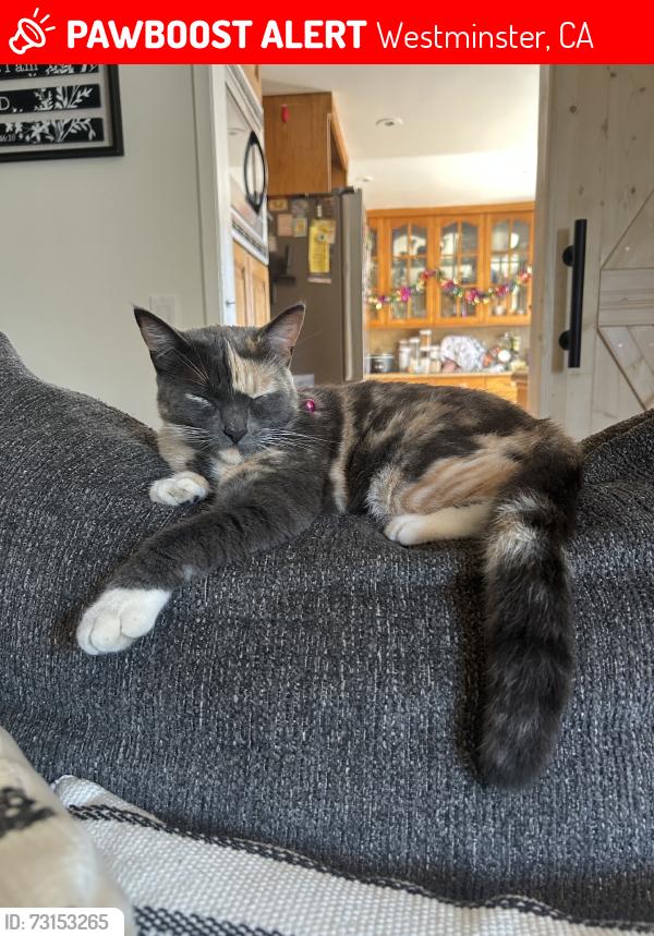 Lost Female Cat last seen springdale and westminster, Westminster, CA 92683