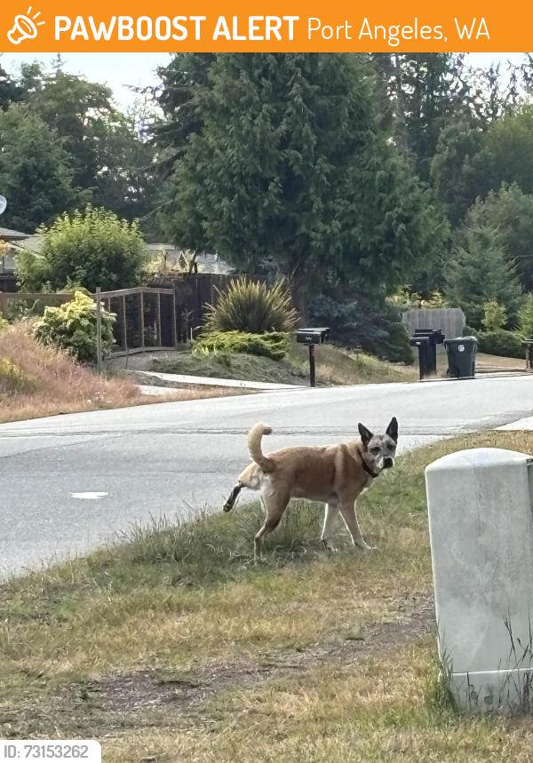 Found/Stray Male Dog last seen Discovery Trail on W 14th st., Port Angeles, WA 98363