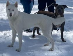 Reunited Female Dog last seen Belina st and 2nd, Hayward, CA 94541