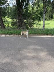 Found/Stray Unknown Dog last seen Parker Bowie, Iva, SC 29655