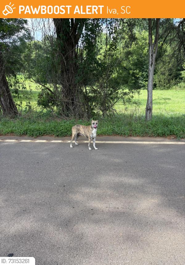 Found/Stray Unknown Dog last seen Parker Bowie, Iva, SC 29655