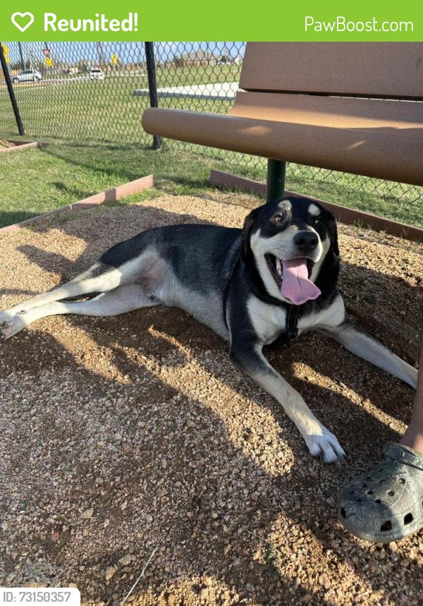 Reunited Male Dog last seen Southern Colony subdivision, Arcola, TX 77583