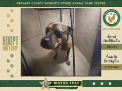 Shelter Stray Female Dog last seen FL, 5100 W Eau Gallie Blvd, Melbourne, FL 32934, USA
