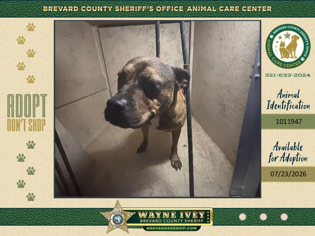 Shelter Stray Female Dog last seen FL, 5100 W Eau Gallie Blvd, Melbourne, FL 32934, USA