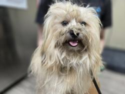 Shelter Stray Male Dog last seen Temple Heights Drive, Oceanside, CA, 92056, Oceanside, CA 92058, USA