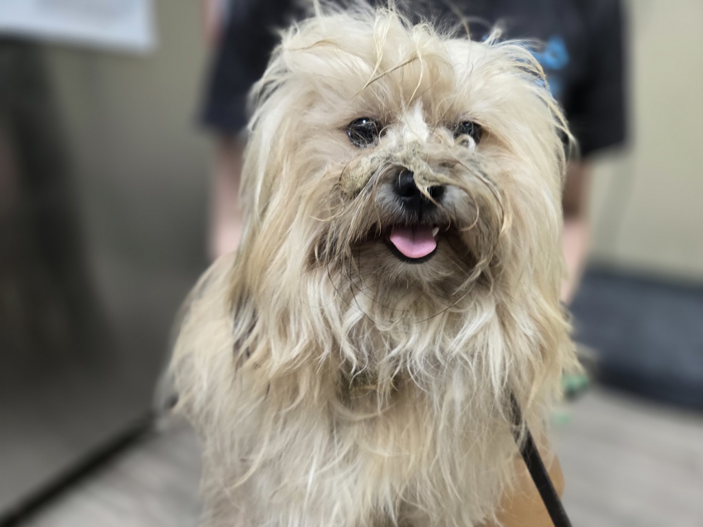 Shelter Stray Male Dog last seen Temple Heights Drive, Oceanside, CA, 92056, Oceanside, CA 92058, USA