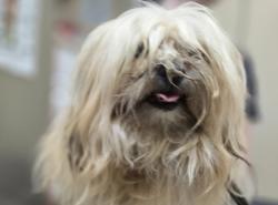Shelter Stray Female Dog last seen Temple Heights Drive, Oceanside, CA, 92056, Oceanside, CA 92058, USA