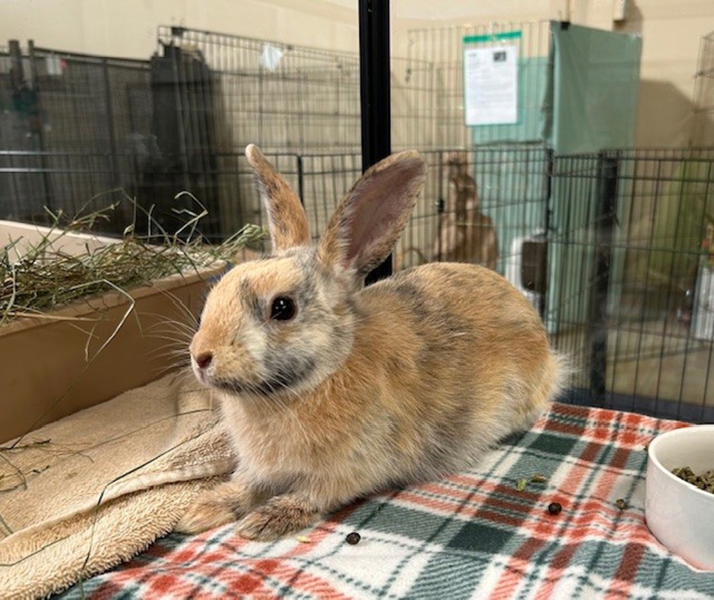 Shelter Stray Male Rabbit last seen Near Bayamon Road, San Diego, CA, 92129, Oceanside, CA 92058, USA