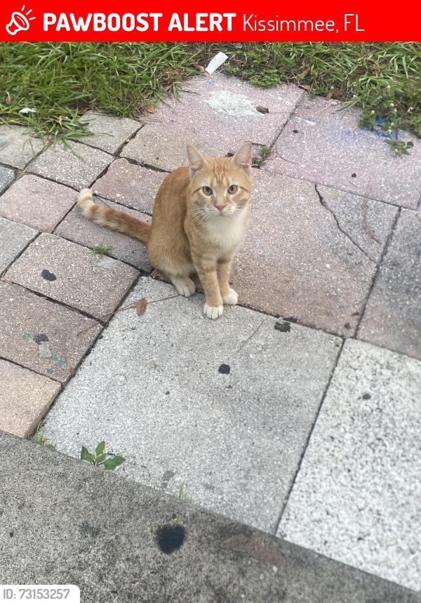 Lost Male Cat last seen orne ct, Kissimmee, FL 34759