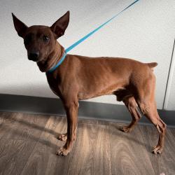 Shelter Stray Male Dog last seen 39th Street, San Diego, CA, 92113, 5500 Gaines St, San Diego, CA 92110, USA