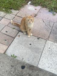 Lost Male Cat last seen orne ct, Kissimmee, FL 34759