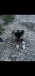 Reunited Unknown Dog last seen fulton and agarita, San Antonio, TX 78212