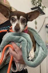 Shelter Stray Male Dog last seen Near Newton Avenue, San Diego, CA, 92113, 5500 Gaines St, San Diego, CA 92110, USA