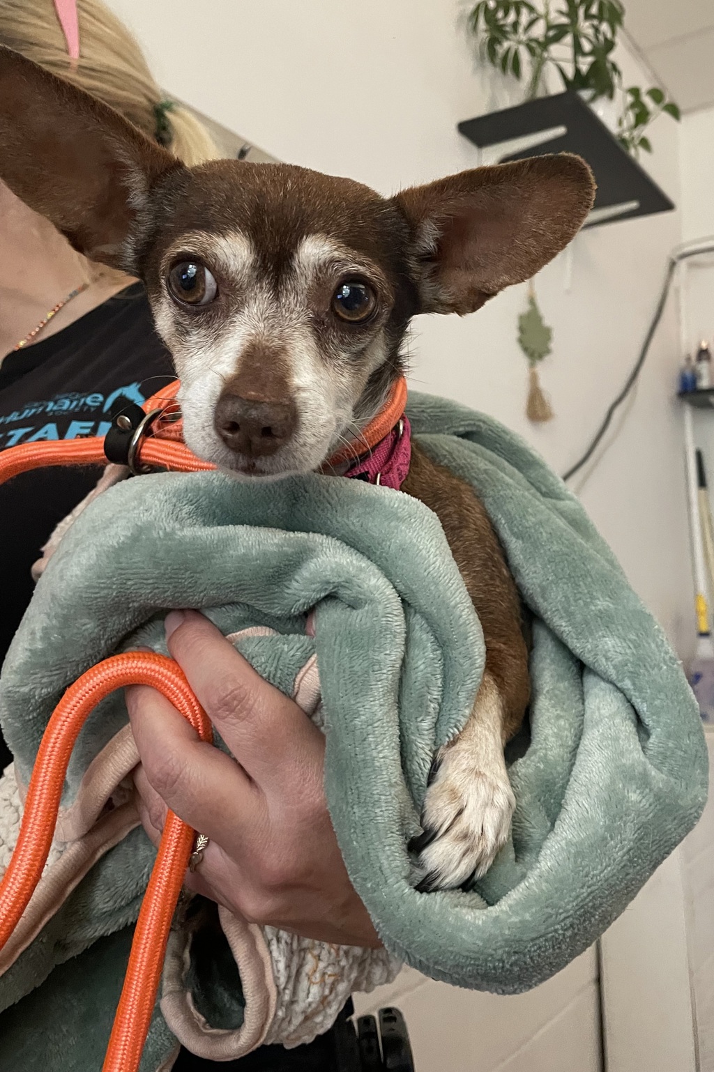 Shelter Stray Male Dog last seen Near Newton Avenue, San Diego, CA, 92113, 5500 Gaines St, San Diego, CA 92110, USA