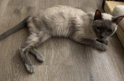 Shelter Stray Female Cat last seen Apt 196,6460 Convoy Court, San Diego, CA, 92117, 5500 Gaines St, San Diego, CA 92110, USA