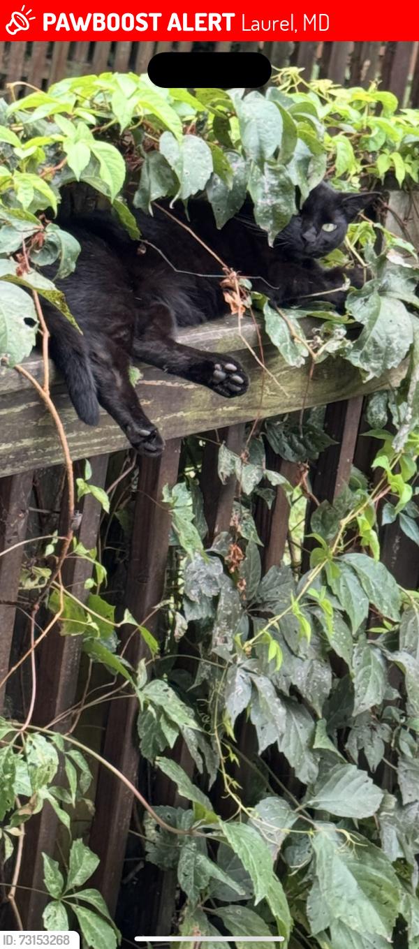 Lost Male Cat last seen Fenwick, Ashford, Laurel, MD 20707