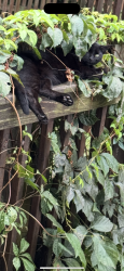 Lost Male Cat last seen Fenwick, Ashford, Laurel, MD 20707