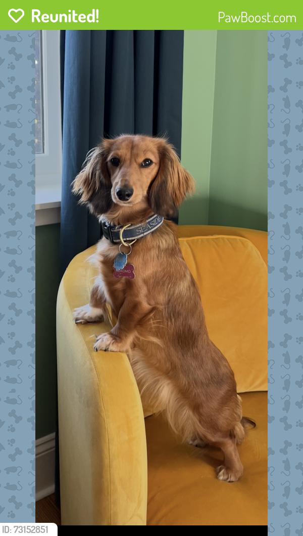 Reunited Female Dog last seen Sad Sam’s Fireworks Outlet, Cross Plains, TN 37049