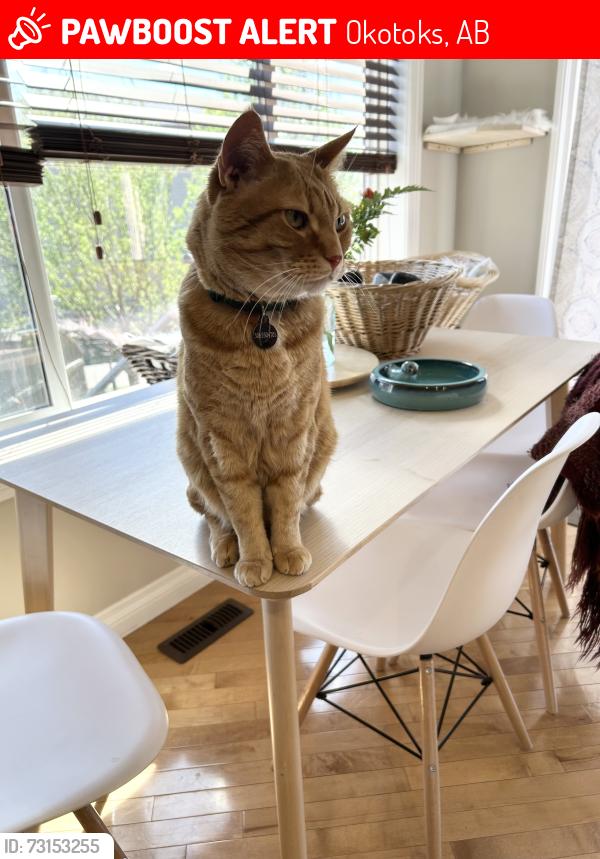 Lost Male Cat last seen Westmount school, Okotoks, AB 