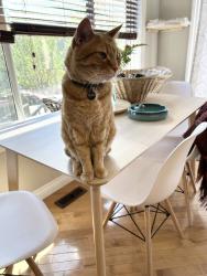 Lost Male Cat last seen Westmount school, Okotoks, AB 