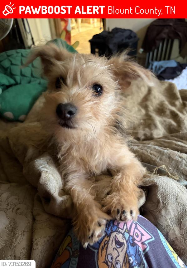 Lost Male Dog last seen 4 mile road, Blount County, TN 37801