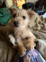 Lost Male Dog last seen 4 mile road, Blount County, TN 37801