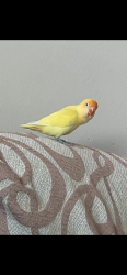 Lost Male Bird last seen Finch and Tobermory Dr, Toronto, ON M3N 1M6