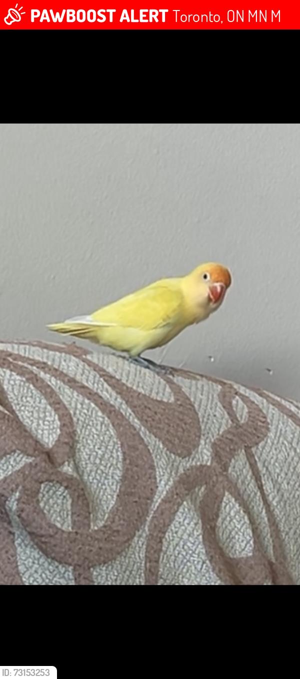 Lost Male Bird last seen Finch and Tobermory Dr, Toronto, ON M3N 1M6