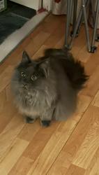 Reunited Male Cat last seen Blackthorn Gardens, Mead Vale, England BS22 6SA