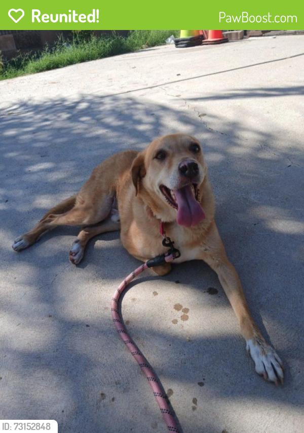 Reunited Male Dog last seen Near Ranier St, Canyon Country, CA 91351, USA, Santa Clarita, CA 91351