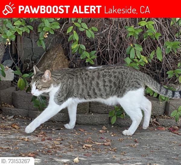 Lost Male Cat last seen Pino and Ringneck, Lakeside, CA 92040