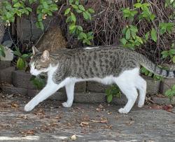 Lost Male Cat last seen Pino and Ringneck, Lakeside, CA 92040