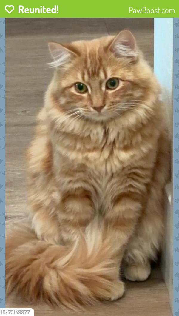 Reunited Male Cat last seen Near S Miller and Mc 85, Buckeye, AZ 85326